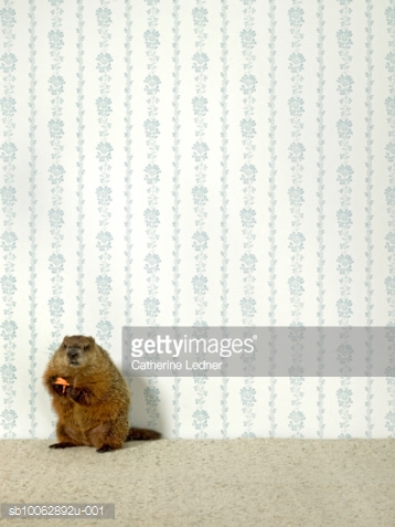 Marmot